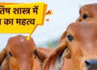 Cow Tail Benefits: गाय की पूंछ के बाल से दुर्भाग्य, कालसर्प दोष और पितृ दोष से मिलेगी मुक्ति! जानें इससे होने वाले दूसरे लाभ