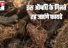 महादेव के प्रिय इस औषधीय जड़ी बूटी के गिनते रह जाएंगे फायदे, मिर्गी सांस की समस्याओं में वरदान, घातक रोग टेक दे इसके आगे घुटने
