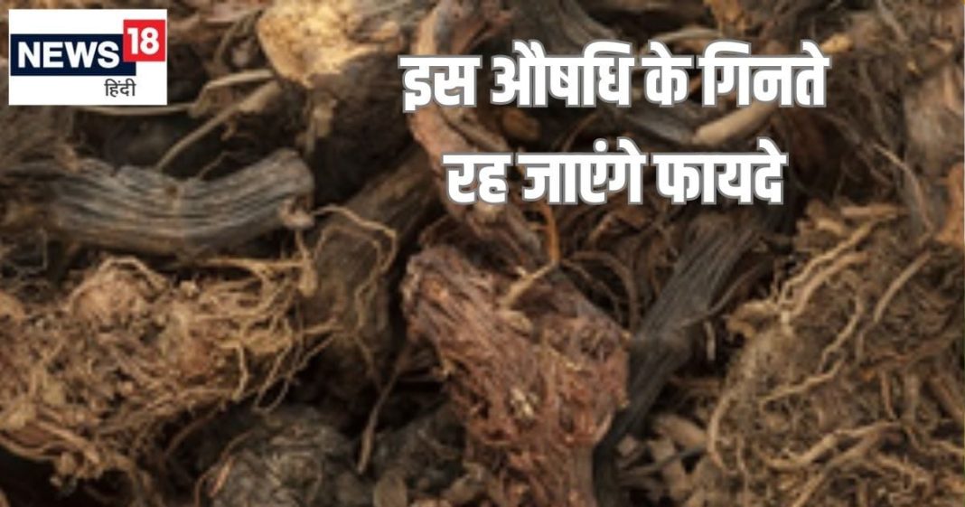 महादेव के प्रिय इस औषधीय जड़ी बूटी के गिनते रह जाएंगे फायदे, मिर्गी सांस की समस्याओं में वरदान, घातक रोग टेक दे इसके आगे घुटने