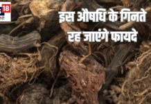महादेव के प्रिय इस औषधीय जड़ी बूटी के गिनते रह जाएंगे फायदे, मिर्गी सांस की समस्याओं में वरदान, घातक रोग टेक दे इसके आगे घुटने