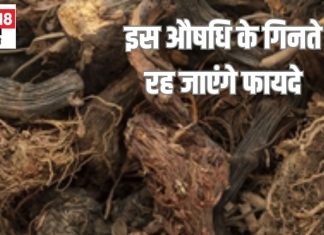 महादेव के प्रिय इस औषधीय जड़ी बूटी के गिनते रह जाएंगे फायदे, मिर्गी सांस की समस्याओं में वरदान, घातक रोग टेक दे इसके आगे घुटने