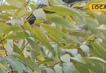 सर्दी-खांसी में ये केसर लाभकारी, त्वचा रोगों के लिए भी फायदेमंद – Bharat.one हिंदी