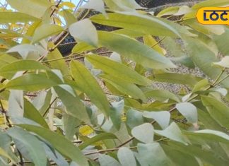 सर्दी-खांसी में ये केसर लाभकारी, त्वचा रोगों के लिए भी फायदेमंद – Bharat.one हिंदी