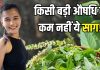 इन हरे पत्तों को साग नहीं औषधि कहिए… सेवन करने से शरीर में तेजी से बढ़ेगा खून! हड्डियों में भी आएगी मजबूती