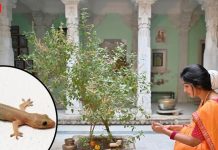 तुलसी के पास छिपकली का दिखना किस बात का संकेत? जीवन के लिए शुभ होगा या अशुभ, पंडितजी से जान लें सच्चाई