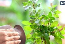 तुलसी के पास भूलकर भी ना रखें ये 5 चीजें, बर्बादी देगी दस्तक, पैसा-सेहत सब हो जाएगा खत्म!
