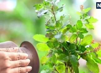 तुलसी के पास भूलकर भी ना रखें ये 5 चीजें, बर्बादी देगी दस्तक, पैसा-सेहत सब हो जाएगा खत्म!