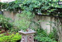 Vastu Tips For Plants: घर की इस दिशा में लगा दें ये 5 पौधे, बदल जाएगा आपका नसीब, पैसों की कभी नहीं रहेगी कमी