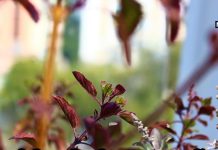 अपशगुन नहीं घर में सूखी तुलसी का होना, करेंगे ये अचूक उपाय तो रहेगी मां लक्ष्मी की कृपा, जानें ज्योतिष से