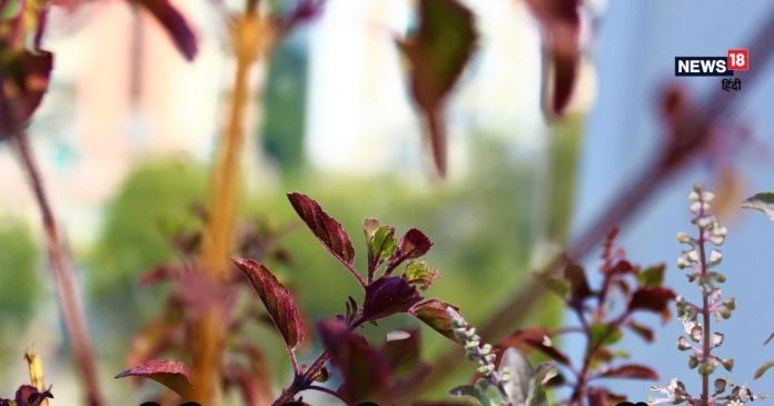 अपशगुन नहीं घर में सूखी तुलसी का होना, करेंगे ये