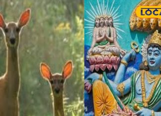 कब है जया एकादशी का व्रत? इस दिन ऐसे करें पूजा, परेशानियां होंगी खत्म, मोक्ष की होगी प्राप्ति!