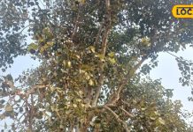 दरवाजे या आंगन में भूलकर भी न लगाएं ये पेड़, नहीं तो घर में फैल सकती है नकारात्मक ऊर्जा, जानें