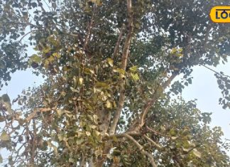 दरवाजे या आंगन में भूलकर भी न लगाएं ये पेड़, नहीं तो घर में फैल सकती है नकारात्मक ऊर्जा, जानें