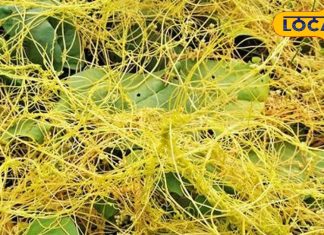 न जड़.. न पत्ती, फिर भी कई रोगों के लिए काल है ये पौधा, घर से भगाता बुरी शक्ति, इन बीमारियों में कारगर