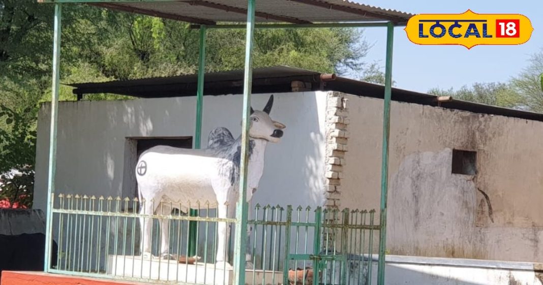 नागौर का वो अनोखा मंदिर, जहां किसी भगवान को नहीं बैल को देवता मानते हैं किसान, मन्नतें मांगने उमड़ती है भीड़!