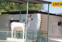 नागौर का वो अनोखा मंदिर, जहां किसी भगवान को नहीं बैल को देवता मानते हैं किसान, मन्नतें मांगने उमड़ती है भीड़!