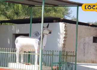 नागौर का वो अनोखा मंदिर, जहां किसी भगवान को नहीं बैल को देवता मानते हैं किसान, मन्नतें मांगने उमड़ती है भीड़!