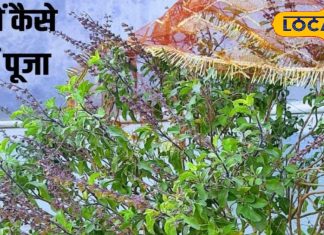 बढ़ाएं घर की समृद्धि! फाल्गुन माह में तुलसी में ये 2 चीजें को करें अर्पित, मां लक्ष्मी हो जाएंगी प्रसन्न