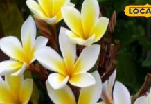 महाशिवरात्रि 2025 : भूलकर भी शिवलिंग पर न चढ़ाएं ये फूल, होगा उल्ट असर