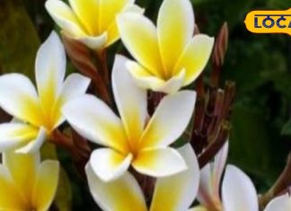 महाशिवरात्रि 2025 : भूलकर भी शिवलिंग पर न चढ़ाएं ये फूल, होगा उल्ट असर