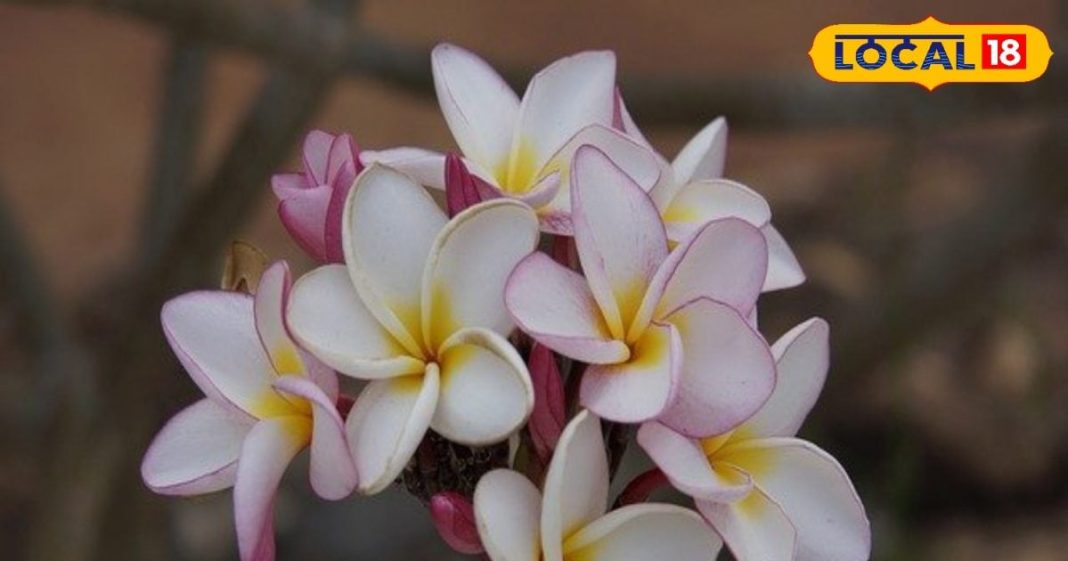 महाशिवरात्रि के दिन शिवलिंग पर भूल से भी ना चढ़ाएं ये फूल, देखने पड़ सकते हैं बुरे दिन – Bharat.one हिंदी