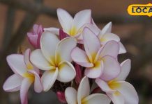 महाशिवरात्रि के दिन शिवलिंग पर भूल से भी ना चढ़ाएं ये फूल, देखने पड़ सकते हैं बुरे दिन – Bharat.one हिंदी