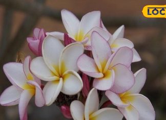 महाशिवरात्रि के दिन शिवलिंग पर भूल से भी ना चढ़ाएं ये फूल, देखने पड़ सकते हैं बुरे दिन – Bharat.one हिंदी