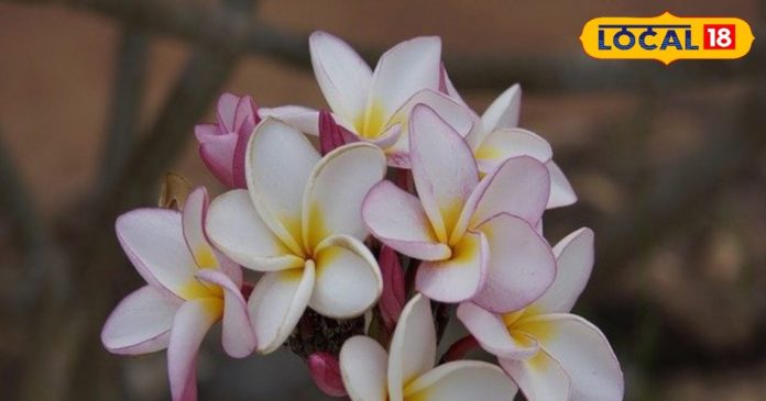 महाशिवरात्रि के दिन शिवलिंग पर भूल से भी ना चढ़ाएं