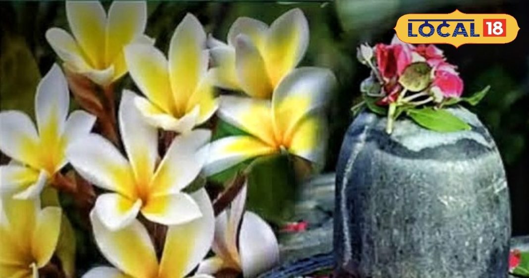 महाशिवरात्रि के दिन शिवलिंग पर भूलकर से भी न चढ़ाएं ये फूल, नाराज हो जाएंगे शंकर, उज्जैन के आचार्य ने किया सावधान