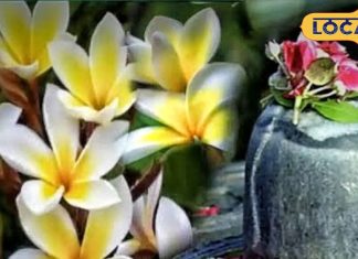 महाशिवरात्रि के दिन शिवलिंग पर भूलकर से भी न चढ़ाएं ये फूल, नाराज हो जाएंगे शंकर, उज्जैन के आचार्य ने किया सावधान