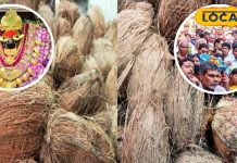 मां विंध्यवासिनी धाम में चढ़ाए गए 20 लाख नारियल, 35 ट्रक नारियल की सप्लाई के बाद भी है खूब डिमांड