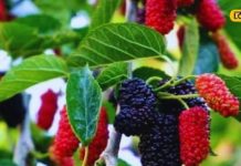 बिना छिलके वाले इस फल में छिपा है सेहत का खजाना, डायबिटीज से लेकर पाचन तक में