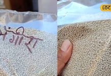 इस छोटे से बीज में छुपा है पेट की हर समस्या का इलाज, फायदे इतने की…