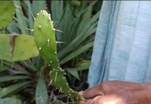 घर की छत पर लगाया तो नजर बट्टू, त्वचा के लिए परफ्यूम, ये पौधा है ये ऑल इन वन..