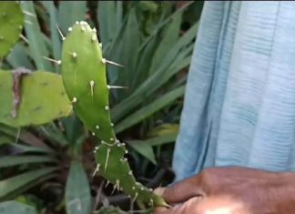 घर की छत पर लगाया तो नजर बट्टू, त्वचा के लिए परफ्यूम, ये पौधा है ये ऑल इन वन..