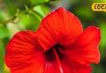 50 की उम्र में भी दिखेंगे जवान, आजमा लें इस फूल से बना फेस पैक