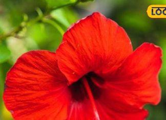 50 की उम्र में भी दिखेंगे जवान, आजमा लें इस फूल से बना फेस पैक