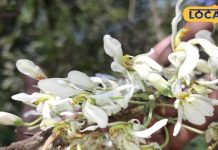 अमृत से कम नहीं है यह फूल ! खांसी अस्थमा के लिए दुश्मन, जानें कैसे करें सेवन – Bharat.one हिंदी