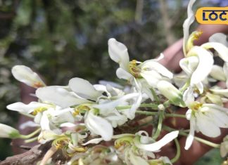 अमृत से कम नहीं है यह फूल ! खांसी अस्थमा के लिए दुश्मन, जानें कैसे करें सेवन – Bharat.one हिंदी