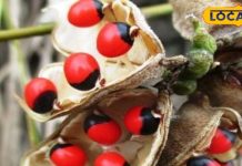 मां लक्ष्मी को बहुत प्रिय है इस पौधे का बीज, बाल और स्किन के लिए फायदेमंद