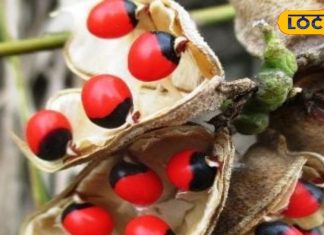 मां लक्ष्मी को बहुत प्रिय है इस पौधे का बीज, बाल और स्किन के लिए फायदेमंद