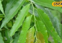 पेट की समस्याओं के लिए रामबाण है इस पेड़ का छाल, त्वचा रोगों में भी फायदेमंद, जानें सेवन का तरीका – Bharat.one हिंदी