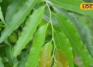 पेट की समस्याओं के लिए रामबाण है इस पेड़ का छाल, त्वचा रोगों में भी फायदेमंद, जानें सेवन का तरीका – Bharat.one हिंदी