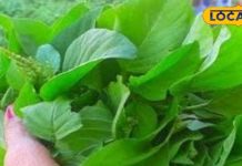 साधारण नहीं चमत्कारी है ये साग, कई बीमारियों से रहेंगे दूर; जान लें खाने के फायदे – Bharat.one हिंदी