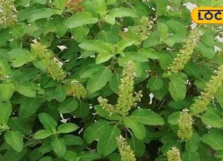 घर में जरूर लगाएं ये पौधा, औषधीय गुणों को जान हो जाएंगे हैरान