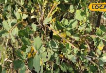 बेहद चमत्कारी है ये पौधा, जड़ से लेकर फल और पत्तियों तक में औषधीय गुण