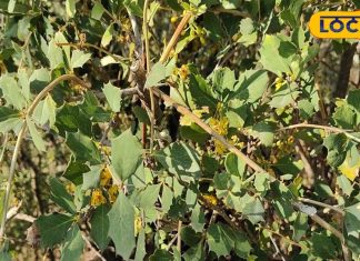 बेहद चमत्कारी है ये पौधा, जड़ से लेकर फल और पत्तियों तक में औषधीय गुण