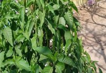 इन खास पत्तों से बना काढ़ा पीते ही शरीर बनेगा फौलादी, दिल और फेफड़ों को मिलेगा जबरदस्त फायदा