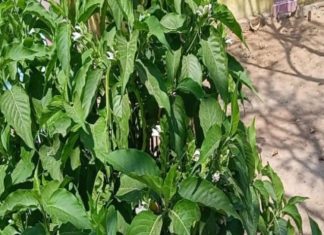 इन खास पत्तों से बना काढ़ा पीते ही शरीर बनेगा फौलादी, दिल और फेफड़ों को मिलेगा जबरदस्त फायदा