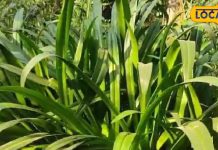 केमिकल नहीं, देखिए कुदरत का कमाल! ये घरेलू औषधियां भरेंगी शरीर में नई जान